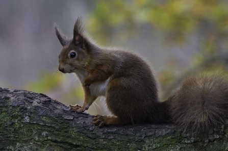 Red squirrel (Sciurus vulgaris) posing on a branch with autumn leaves behind, Brownsea Island, Dorset, winter. copyright Bertie Gregory/2020VISION