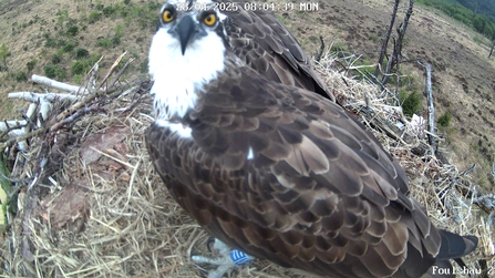 #FoulshawOspreys Blue 717