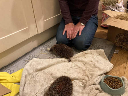 Hedgehogs Delores and Alfred. Photo Tanya St. Pierre