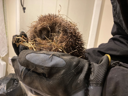 Prickly Hedgehog, Wearing Gloves is a good idea. Photo Tanya St. Pierre