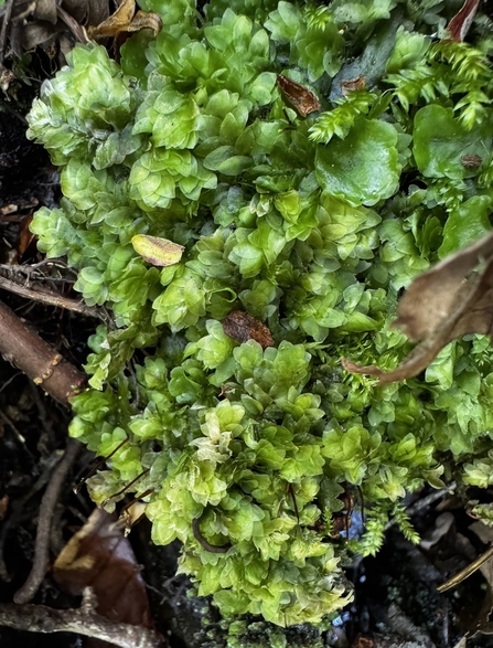 Shining Hookeria Hall Brow