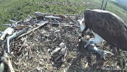 Image of osprey feeding fish to two small osprey chicks on nest