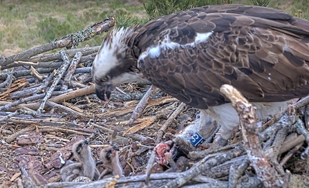 Two new #FoulshawOspreys chicks and hatching egg at lunchtime