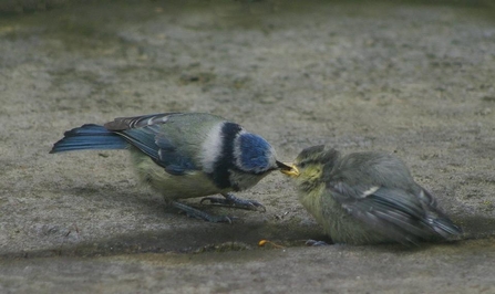 Blue tit feeding its chick credit Gillian Day