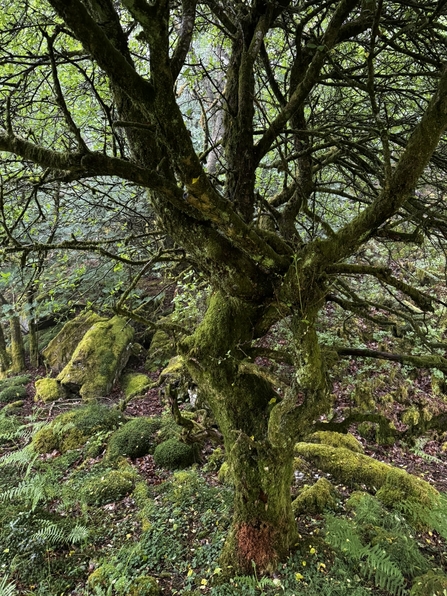 Temperate rainforest tree