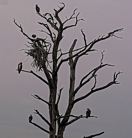 #FoulshawOspreys family together on the perching tree
