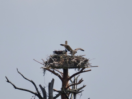 #FoulshawOspreys Bob Too practising wing flapping on Nest Two
