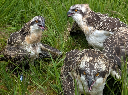 Three six-week-old osprey chicks on the grass at Foulshaw Moss Nature Reserve, after having tags put on their legs by a licensed bird ringer