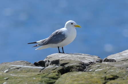 Kittiwake perched on a rock with blue sea background © Adam Jones
