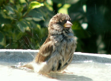 house sparrow © Joan Burkmar