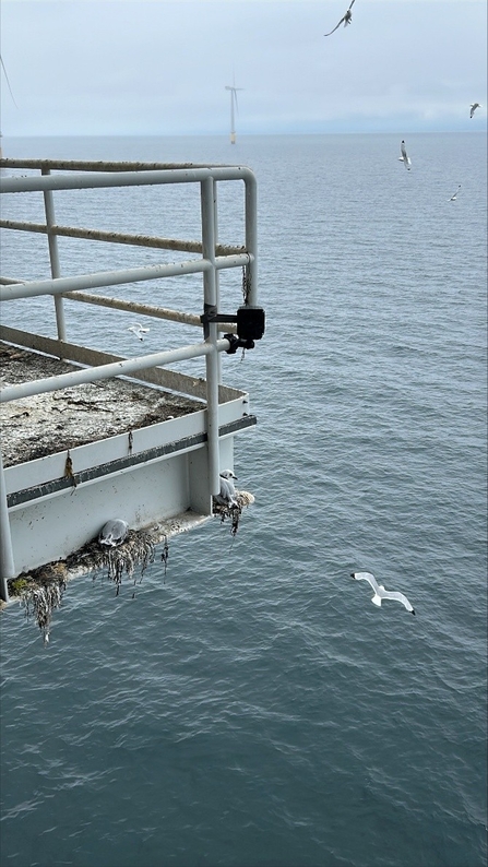kittiwakes nesting on a wind turbine