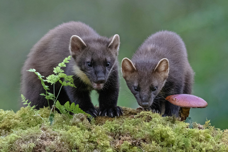 Pine Martens