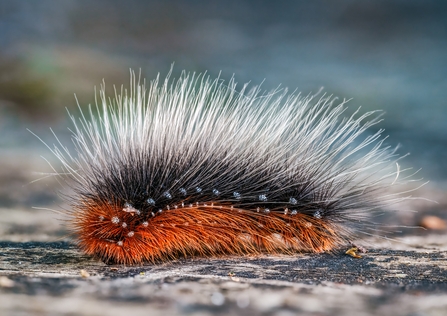 Garden tiger moth caterpillar