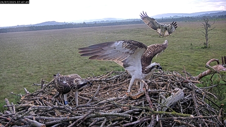 #FoulshawOspreys 7K1