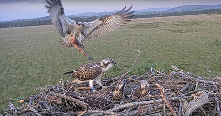 #FoulshawOspreys 7K2