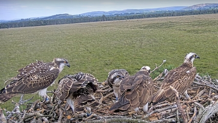 #FoulshawOspreys nest one family