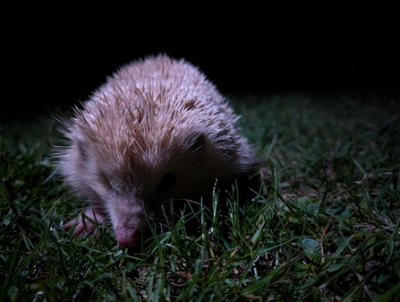 Blonde hedgehog at night credit Andrew Charle -O'Callaghan