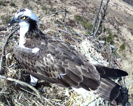 #FoulshawOspreys Blue 476