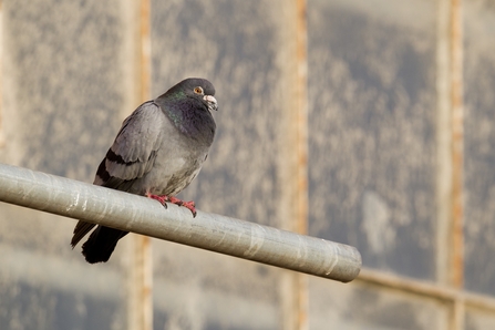 Feral pigeon © Bertie Gregory/2020VISION