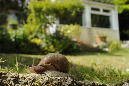 Garden snail copyright Nick Upton/2020VISION