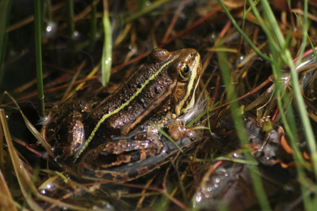 Pool frog © Tom Hibbert