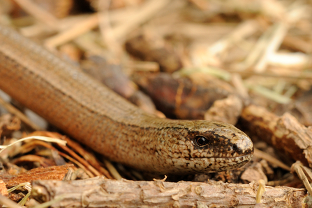 Slow worm © Amy Lewis