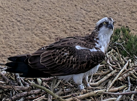 #FoulshawOspreys legend, White YW