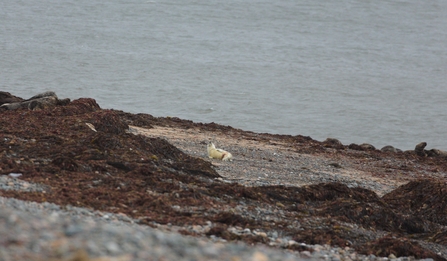 small white seal pup on beach at South Walney Nature Reserve
