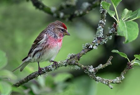 Brown redpoll with red cap and chest, sitting on a branch with leaves
