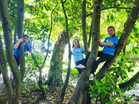 Three children sitting on branches of trees with sunlight coming through leaves