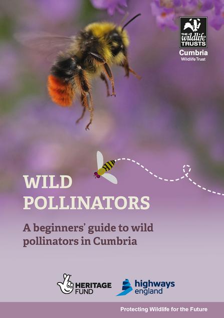A beginners guid to wild pollinators front cover thumbail
