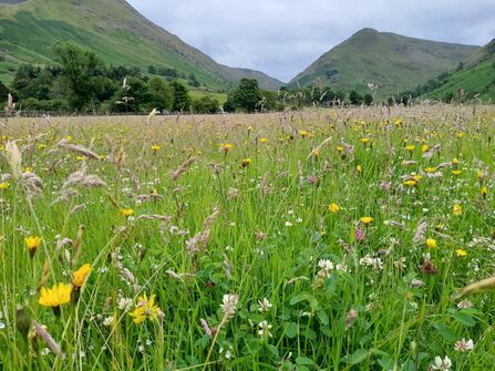 Hay meadow at Harstop in flower, with Lake District fells in background