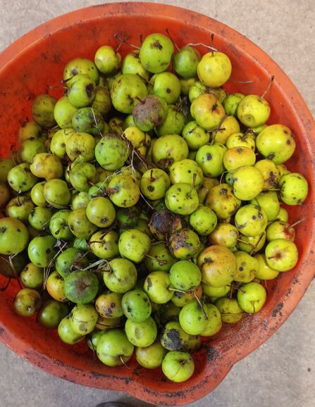 a bowl of crab apples