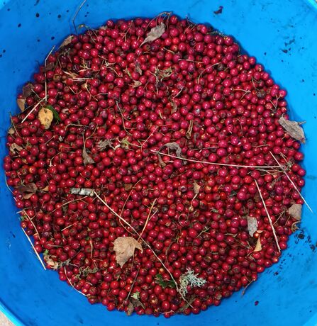 A turquise blue bowl of rowan tree red seeds with some leaves