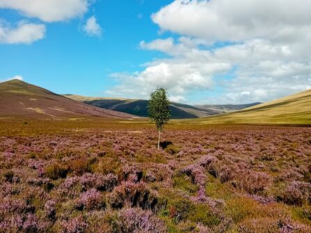 birch tree at skiddaw nature reserve