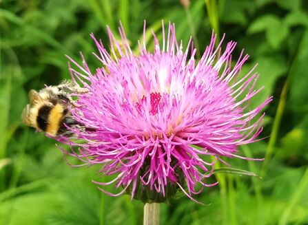 A bee on a thistle wildflower against a grassy background