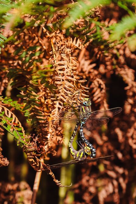 Dragonflies on bracken