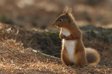 A red squirrel standing on its hind legs on the ground credit John Bridges copyright northwestwildlife.co.uk