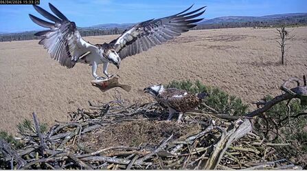 Osprey flies with wings wide open onto treetop nest, holding fish in its talons to give to second osprey on nest
