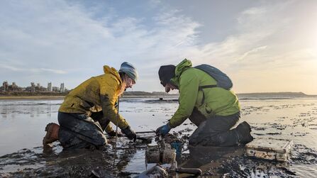 Image of two people planting seagrass seeds in the muddy sediment at Roosecote Sands, Barrow-in-Furness, Cumbria