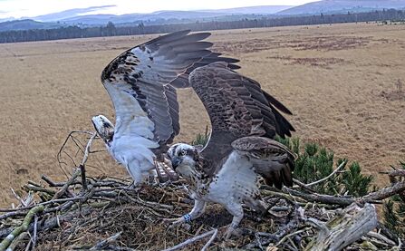 Two ospreys on treetop nest with wings upstretched into the air