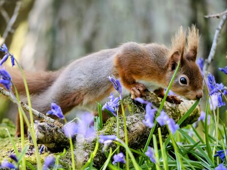 red squirrel in bluebells