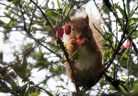 a red squirrel eating wild flower in a tree