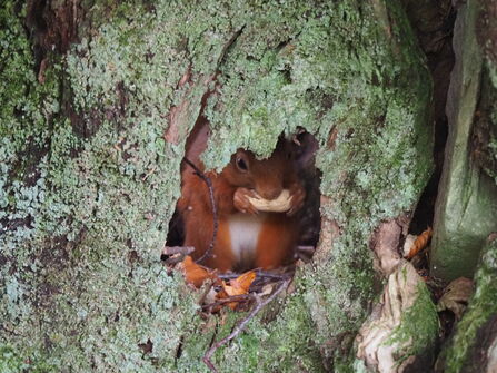 a red squirrel in a tree hollow eating