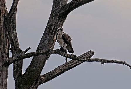 #FoulshawOspreys Just the place for a peaceful supper