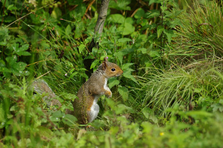 Grey Squirrel copyright Gillian Day