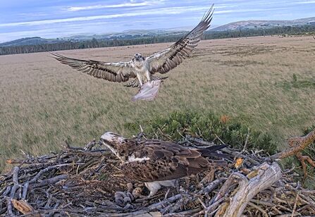#FoulshawOspreys