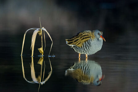 Water rail by Andrew Currie