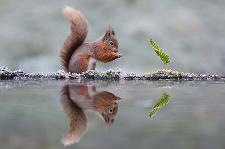 Red squirrel by Andrew Currie