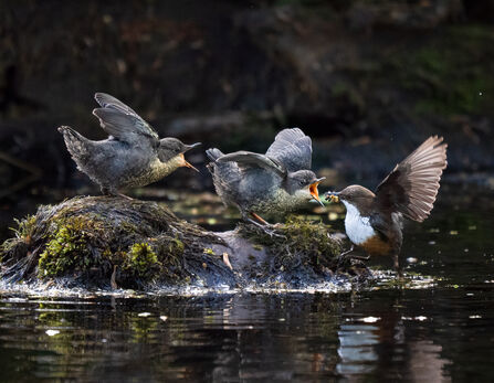 Dipper feeding two chicks on river bank, beaks open, all flapping wings